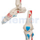 Human Skeleton 11